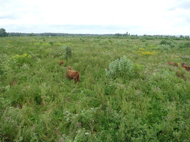 De Staart wordt begraasd door Schotse Hooglanders (foto: Esther Linnartz)