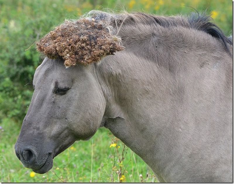 Konik met helm van klissen (foto: Petra Snijders)