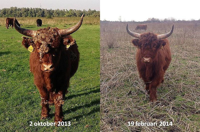 Verdwijnen van klissen bij Schotse Hooglander (foto: Esther Linnartz)