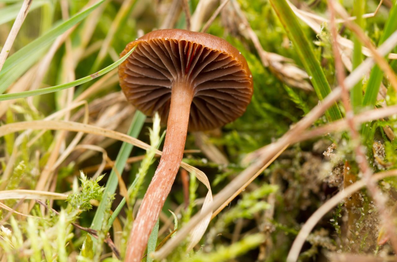 Weidekaalkopje onderkant (foto: Wiepko Lubbers)