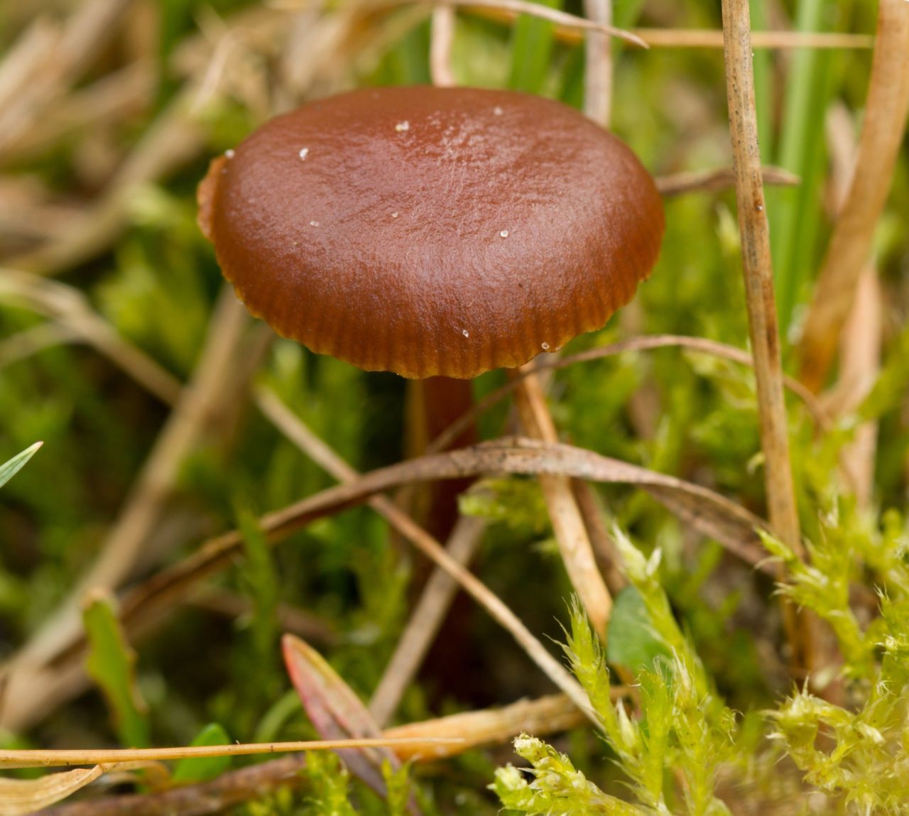 Weidekaalkopje (foto: Wiepko Lubbers)