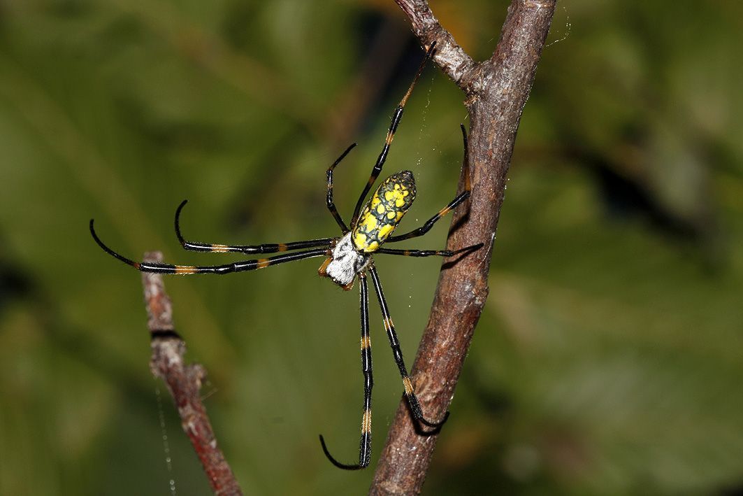 Gouden wielwebspin (Nephila sp.) die in oktober 2010 in een voortuintje te Nijlen werd gevonden (foto: DeKoLoGi)