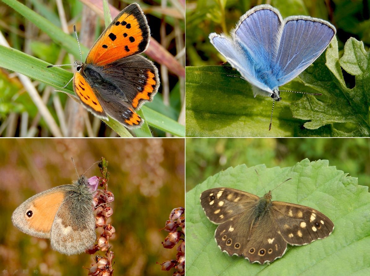 Kleine vuurvlinder, icarusblauwtje, hooibeestje en bont zandoogje hebben momenteel een grote derde generatie en zijn veel te zien (foto’s: Kars Veling)