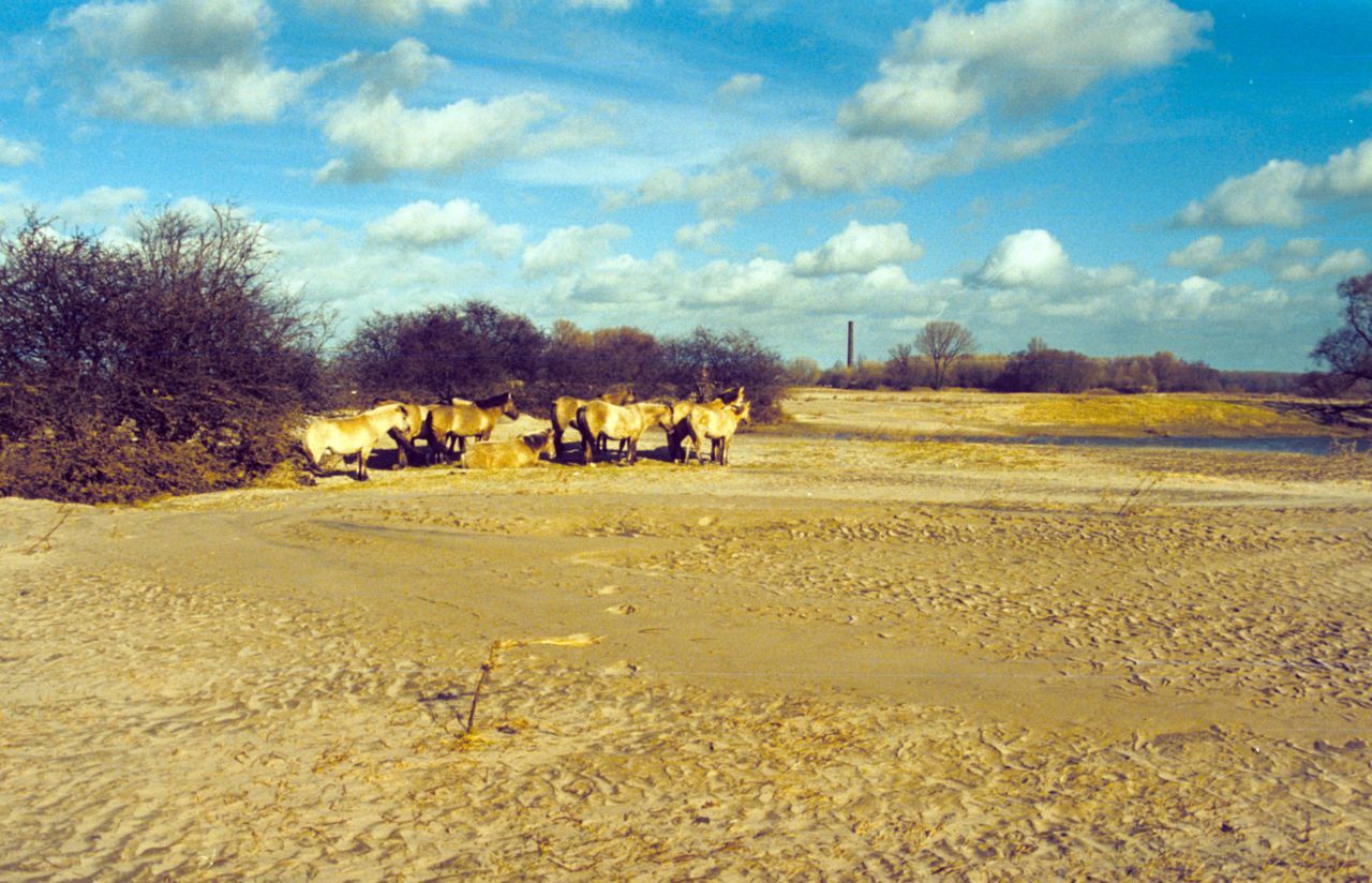 Dikke pakketten zand op het Millingerduin na hoogwater 1995 (foto: Johan Bekhuis ARK)