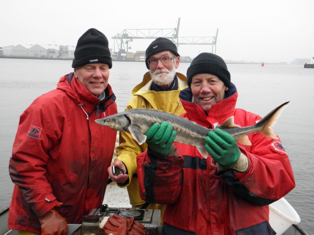 Visser Piet Ruijter (m), Martin Melchers (r) en Geert Timmermans (l) met de diamantsteur (foto: Edo Goverse)