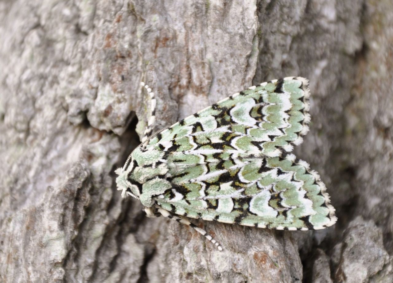 De rups van de diana-uil leeft op eiken (foto: Gerrit Tuinstra)