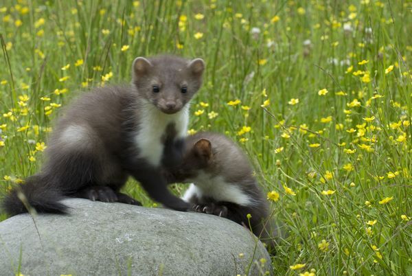 Steenmarters (foto: Dick Klees)