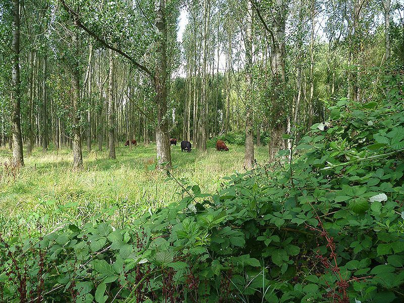 Schotse Hooglanders in het bos (foto: Esther Linnartz)