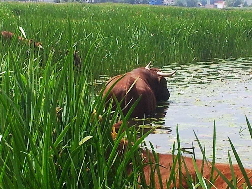 Rode Geuzen opzoek naar gele plomp en waterlelie (foto: Tanja de Bode)