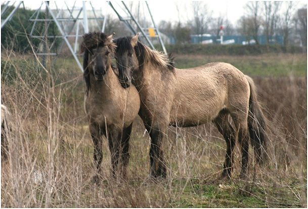 Links Natsu, rechts Kaïn, enkele minuten na hereniging op 27 januari (foto: Tanja de Bode)