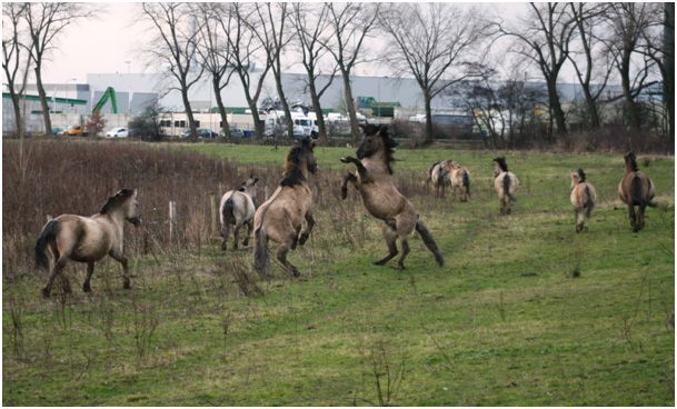 Links Kaïn, rechts Natsu in een schijngevecht (foto: Tanja de Bode)