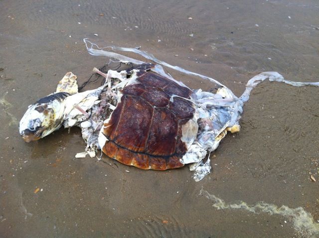 Jonge dode dikkopschildpad aangespoeld bij Schoorl op 27 juli 2015 (foto: Ber van Perlo)