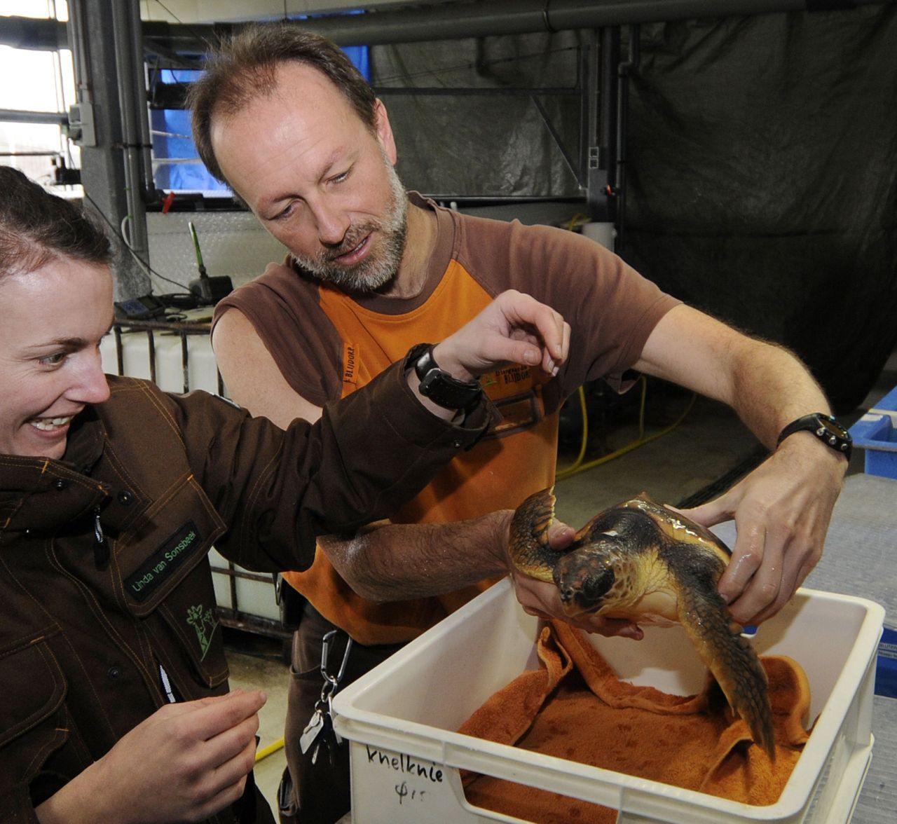 De jonge dikkopschildpad wordt gewogen door de dierenarts (foto: Diergaarde Blijdorp)