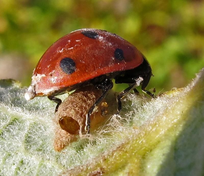 Pop van Dinocampus coccinellae onder een verlamd Zevenstippelig lieveheersbeestje (foto: Paul Wouters en Marianne Horemans)