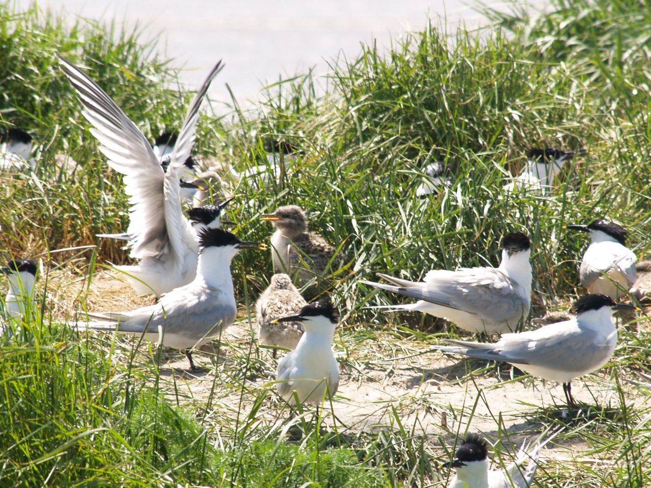 Dit willen we in 2013 graag weer zien, grote sterns (foto: Marjan Veenendaal)