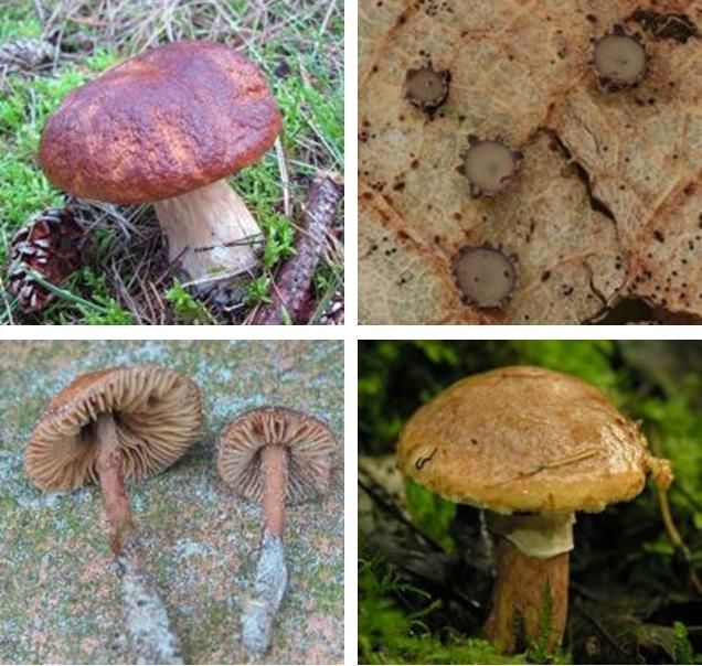 Links boven: Denne-eekhoorntjesbrood (foto: Martijn Oud); rechts boven: Coccomyces tumidus (foto: Atte van de Berg); links onder: Phaeocollybia christianae (foto: Martijn Oud); rechts onder: Roestrode ringboleet (foto: Robbert Vlagsma)