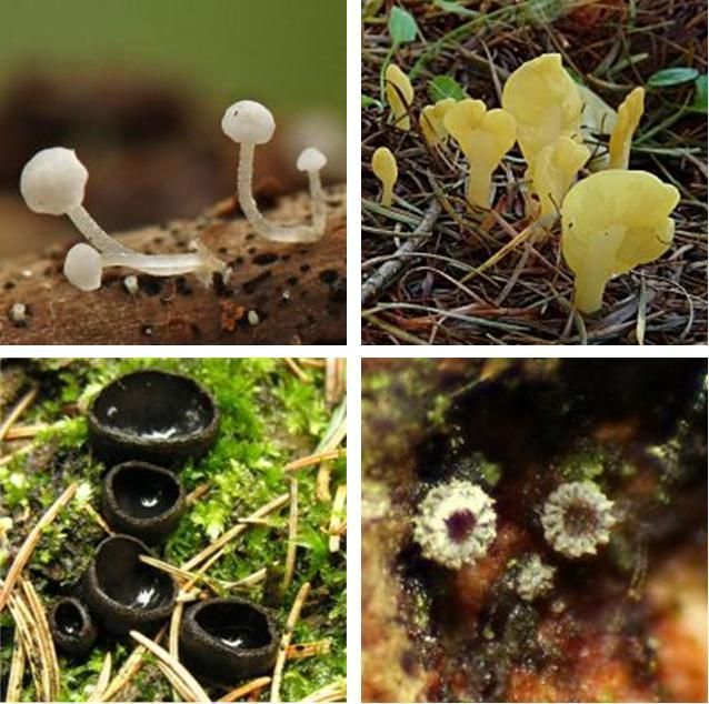 Links boven: Hemimycena, nieuwe soort (foto: Menno Boomsluiter); rechts boven: Spatelzwam (foto: Bert Oving); links onder: Zwarte bekerzwam (foto: Robbert Vlagsma); rechts onder: Hyphodiscus sericeus (foto: Stip Helleman)