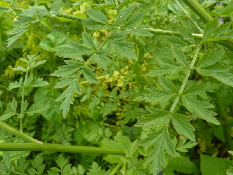 Het blad van Dodemansvingers (foto: Peter Wetzels)