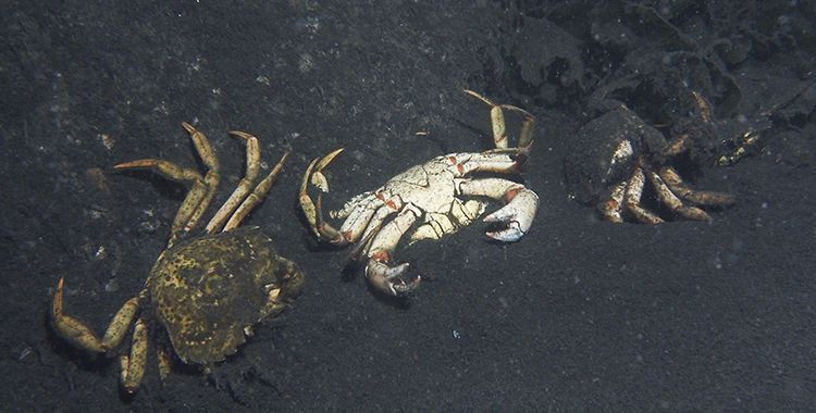 Ook de Strandkrabben overleven deze "Death Zone" niet, Grevelingenmeer, 2014 (foto: Bas van der Sanden)