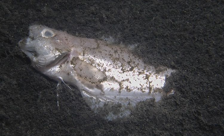 Dode vis, waarschijnlijk Steenbolk, op bodem van Grevelingenmeer, 2014 (foto: Bas van der Sanden)