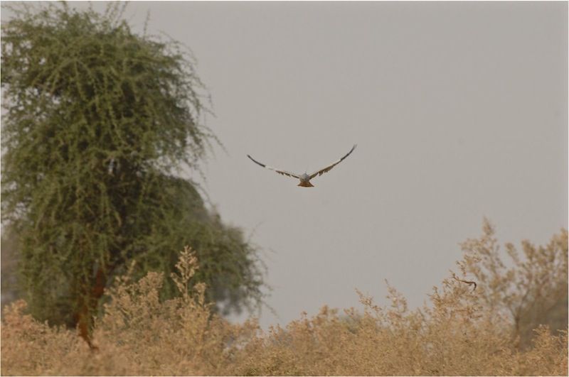 Grauwe kiekendief ’Dominik’, broedvogel in Oost-Polen, gefotografeerd in zijn overwinteringsgebied in Niger, 2011 (foto: Ben Koks)