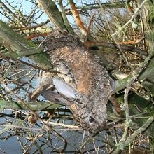 Konijn dood in meidoorn (foto: Bart Beekers, ARK)