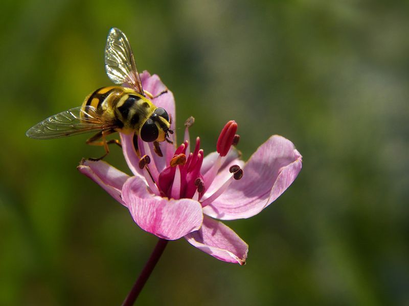 Doodshoofdvlieg op zwanenbloem (foto: Jerry van Dijk)