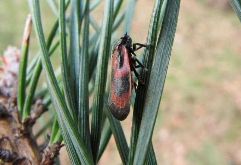 De Roodzwarte dennencicade kan schade toebrengen aan naaldbomen(foto: Paul Wouters & Marianne Horemans)