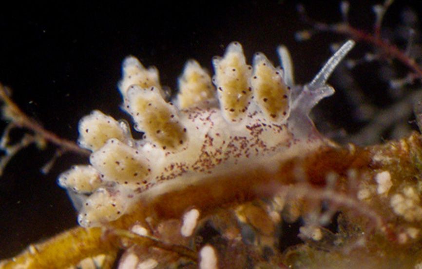 Zeenaaktslak Doto dunnei, Waddenzee 2011 (foto: Lodewijk van Walraven)