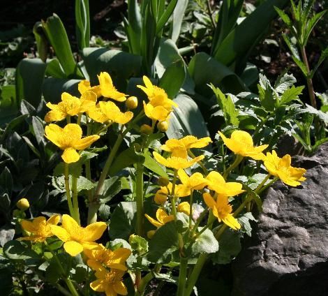 Bloei dotterbloem (Foto: Arnold van Vliet)