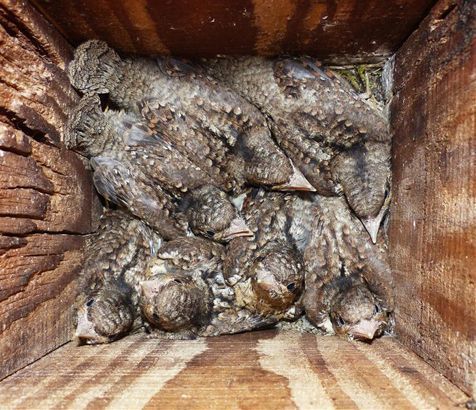 Zeven jonge draaihalzen in een nestkast (fotograaf bij de auteurs bekend)
