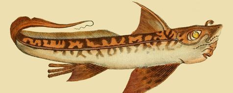 Een draakvis, afgebeeld op een klassieke schoolplaat