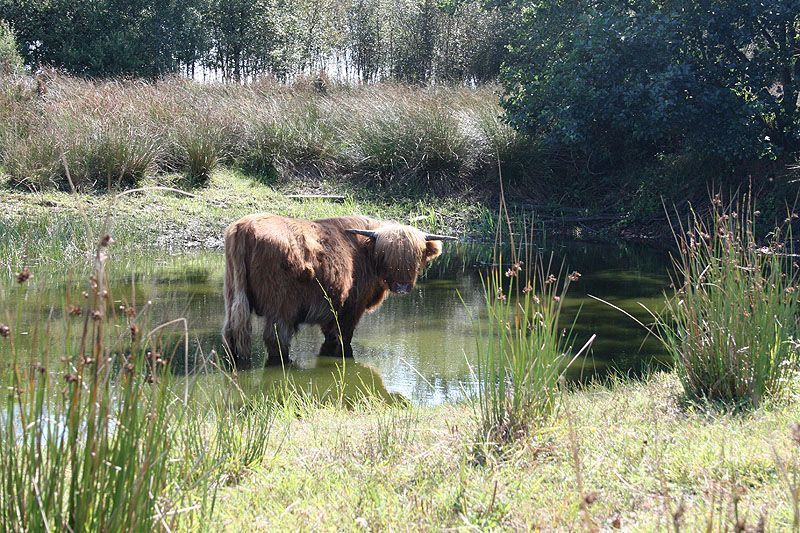 Schotse Hooglander zoekt verkoeling in een poel (foto: Roeland Vermeulen)