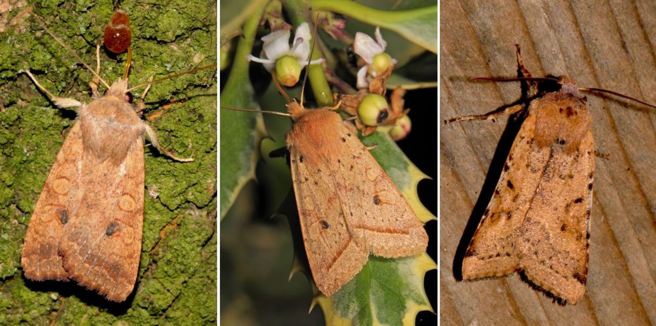 De drie herfstuilen, v.l.n.r. bruine, geelbruine en variabele (foto’s: Rob van der Rol & Kars Veling)