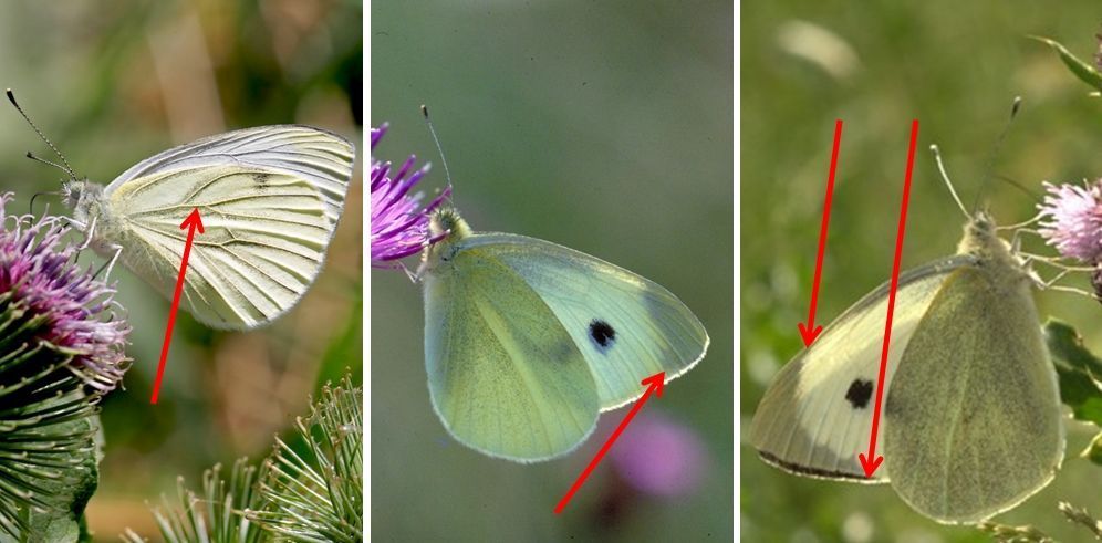 Van links naar rechts: klein geaderd witje met grijze schubben langs de aders; klein koolwitje met een recht afgesneden, en groot koolwitje met een rondlopende zwarte vleugelpunt (foto’s: Kars Veling)