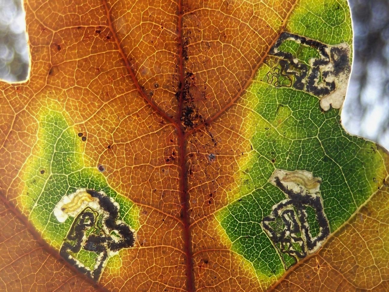 Zomereikblad met drie mijntjes; in twee mijntjes is een wat oudere rups te zien, terwijl de derde mijn al verlaten is (foto: Jan Scheffers)