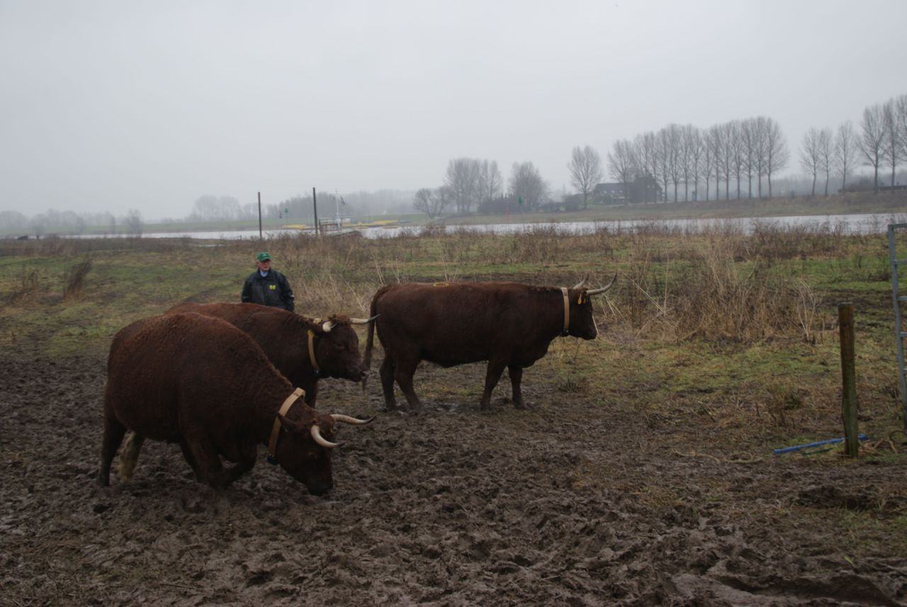 Drie Rode Geuzen in de Klompenwaard (foto: Margje Voeten)