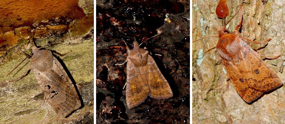 Drie soorten die nu op smeer te vinden zijn: v.l.n.r. zwartvlekwinteruil, wachtervlinder & bosbesuil (foto’s: Kars Veling)