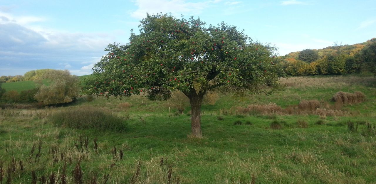 Ruige graslanden en struwelen in Drielandenpark bij Vaals (foto: Anke Brouns)