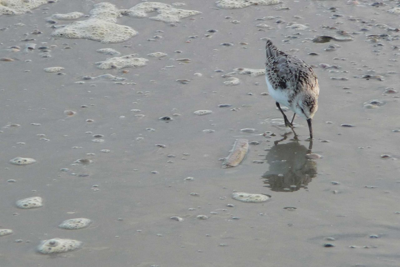 Drieteenstrandloper op zoek naar voedsel