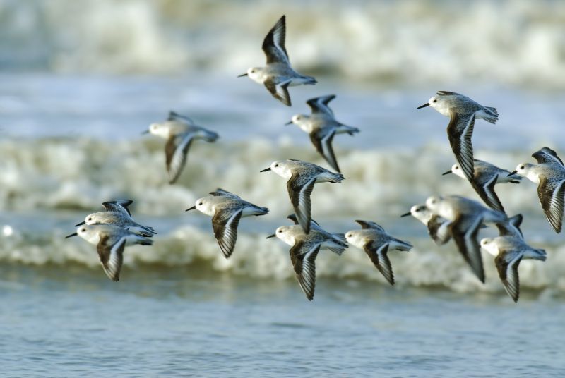 Drieteenstrandlopers (foto: Saxifraga-Piet Munsterman)