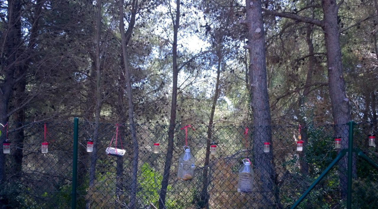 Opstelling om suzuki-fruitvlieg te vangen langs naaldbos in Spanje (foto: Silvia Hellingman)