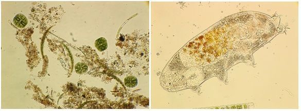 Leven in een druppel water en een Beerdiertje (Tardigrada spec.) (foto’s: Paul Wouters en Marianne Horemans)