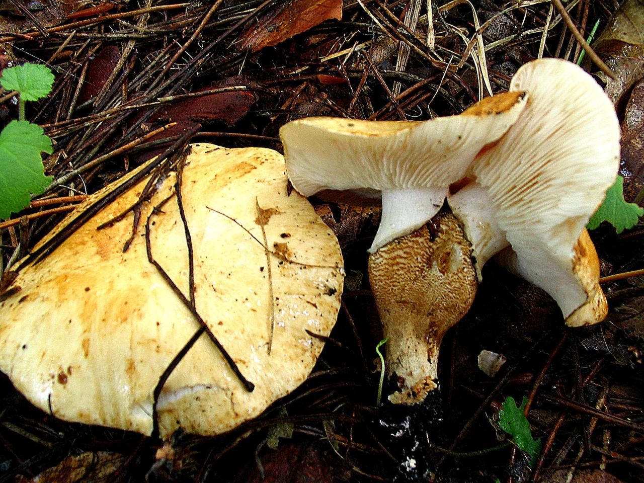 Druppelparasolzwam met vergroeide steel (foto: Martijn Oud)