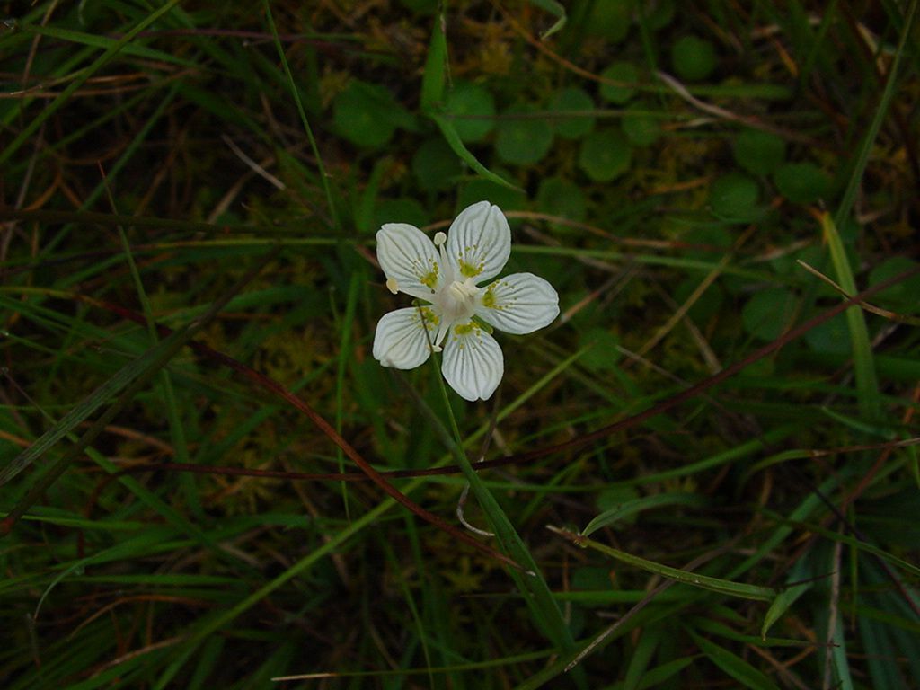 Parnassia (foto: Wieger Wamelink)