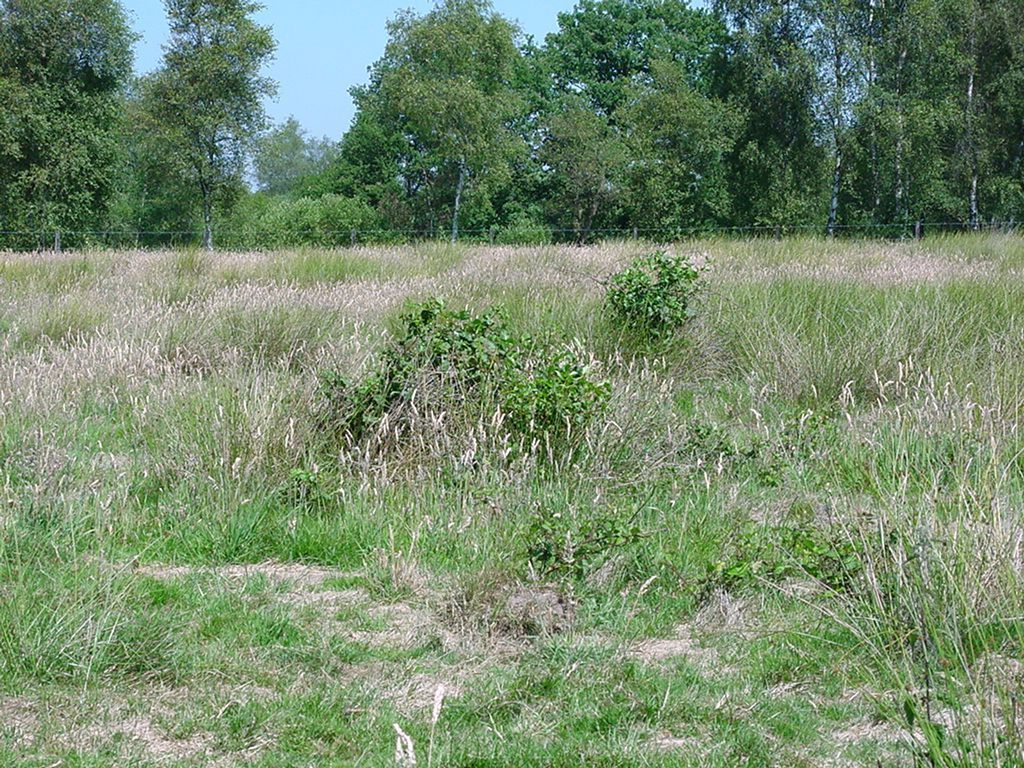 Witbol in een grasland (foto: Wieger Wamelink)