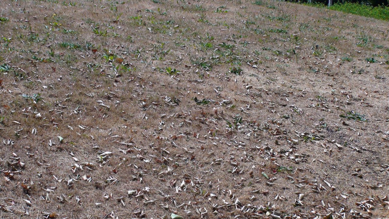 Verdroogd grasveld met verdorde afgevallen bladeren (foto: Arnold van Vliet)
