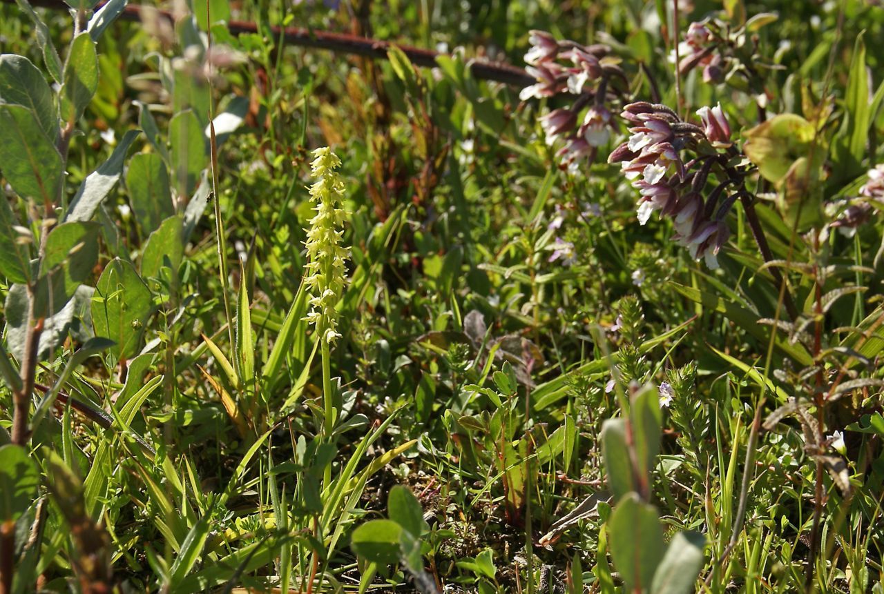 Honingorchis (foto: Jos Lammers)