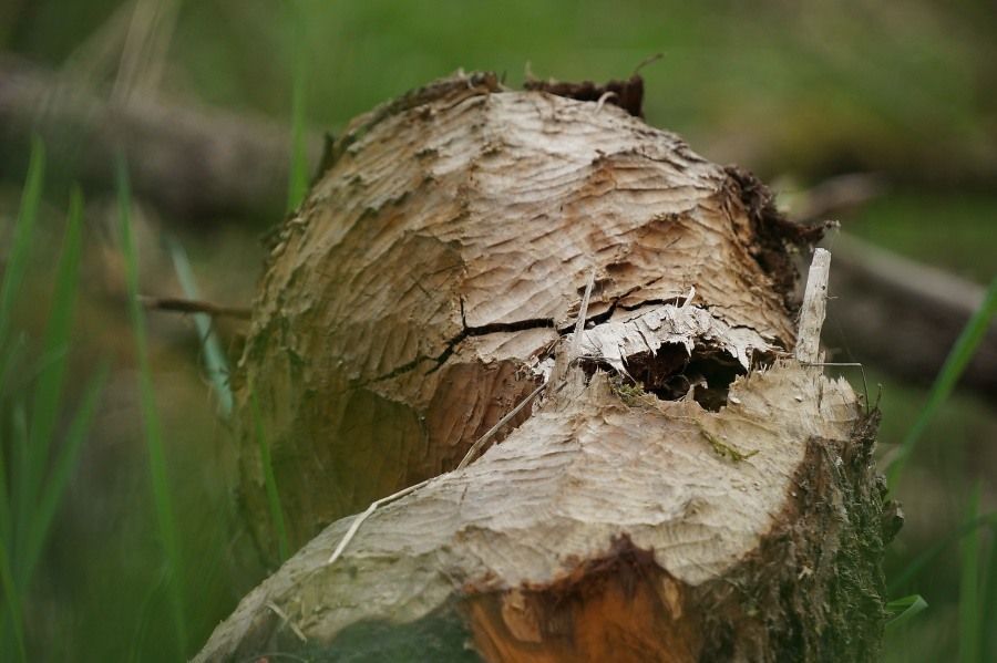 Knaagspoor bever (foto: Twan Teunissen)