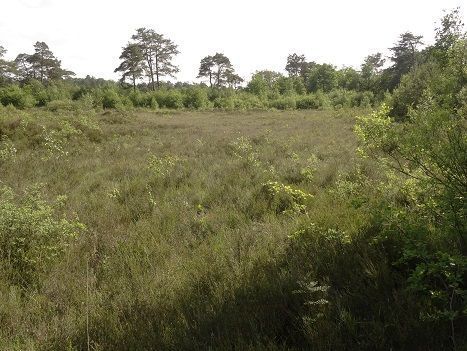 Vochtige heide in Boswachterij Appelscha, vindplaats van drie van de vijf nieuwe soorten springstaarten (foto: Matty Berg)